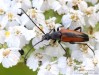 tesařík černošpičký (Brouci), Stenurella melanura, Cerambycidae, Lepturini (Coleoptera)